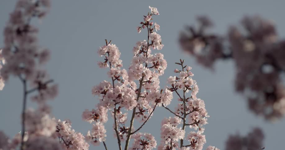 Bees fly around swaying blooming flower bushes