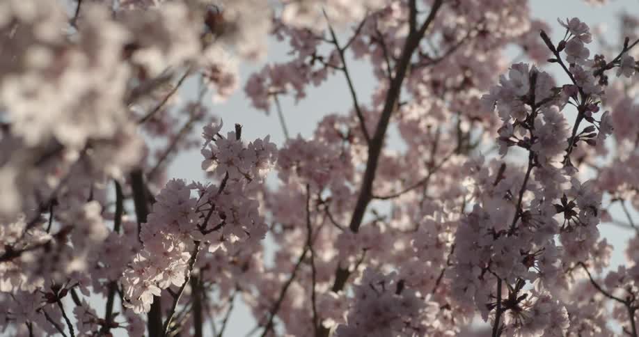 The branches of a tree have pink flowers on it