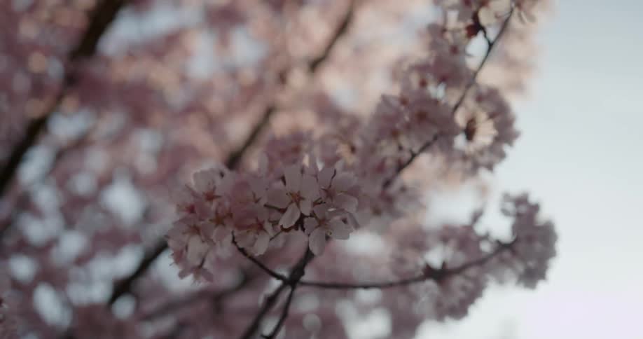 The pink blossoms on a tree branch