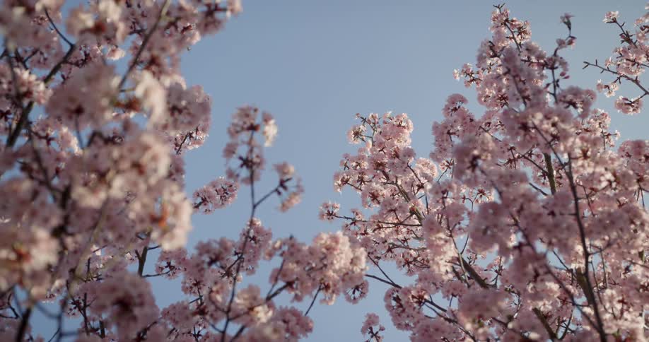 The clear sky is filled with branches full of flowers