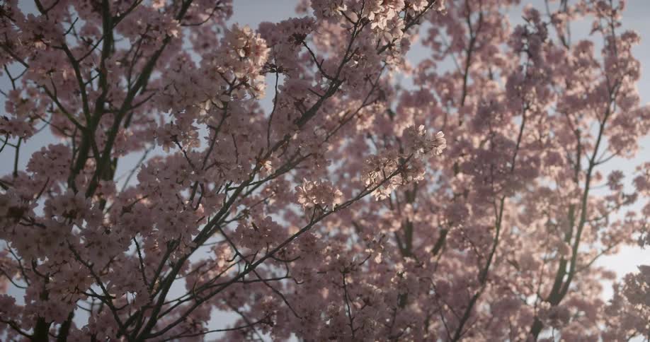 Pink blossoms cover a tree branch