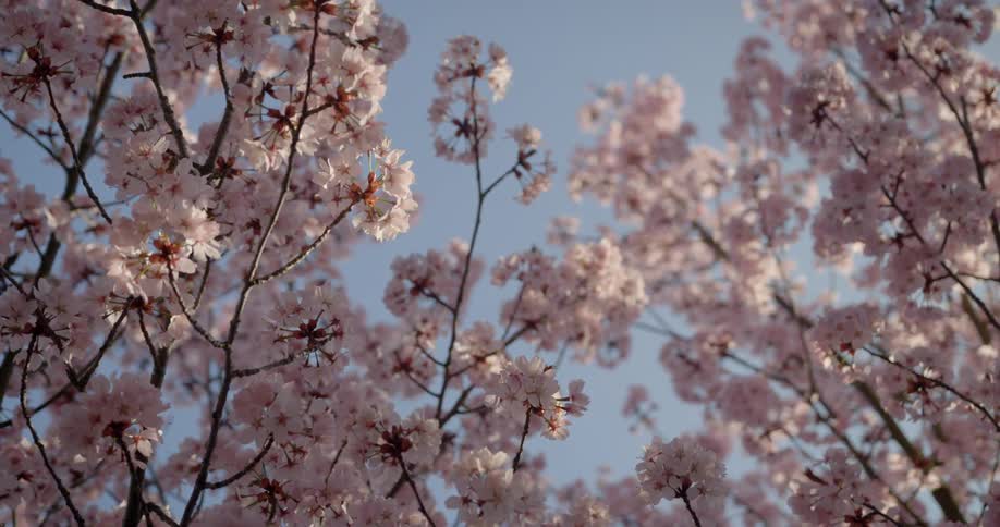 Bees fly around blooming flower bushes
