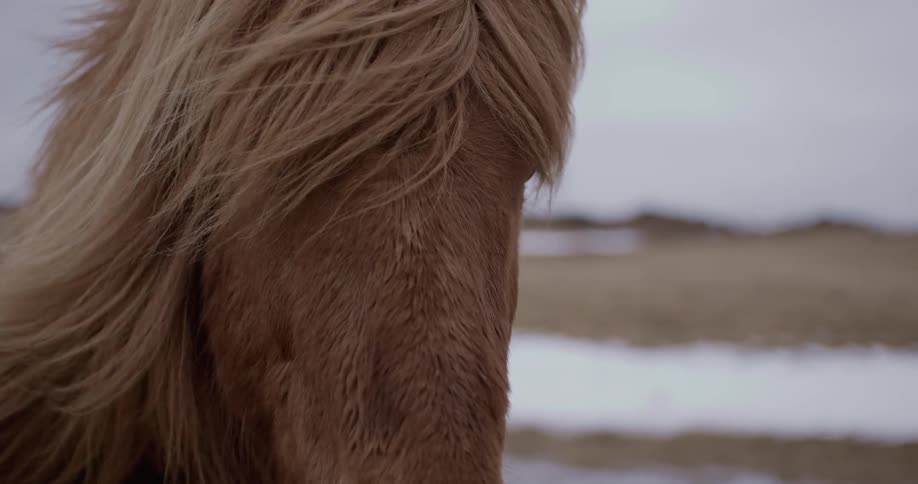 Close up of a horse showing its long mane blowing in the wind