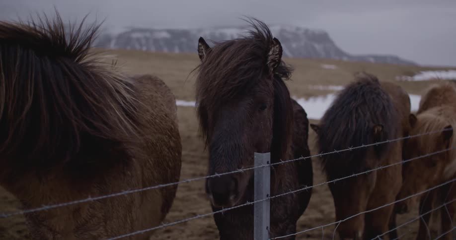 Horses line along a barbwire fence on an overcast day