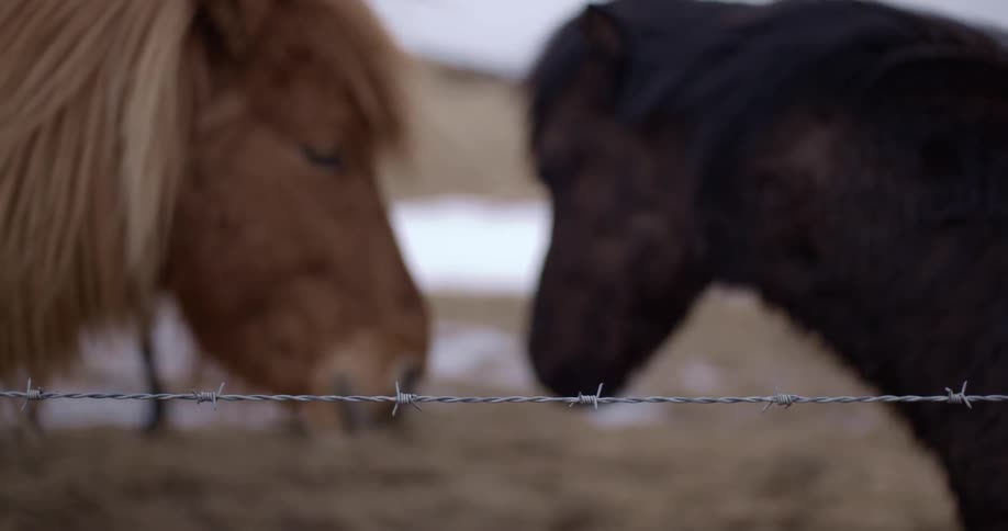 A pony near a barbed-wire fence turns and walks away while another stands still