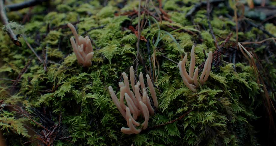 Various plants grow on a plot of dirt