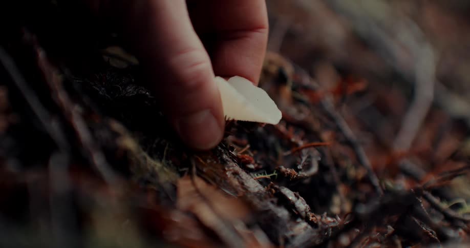 A human hand picking up a white flower on a ground full of branches