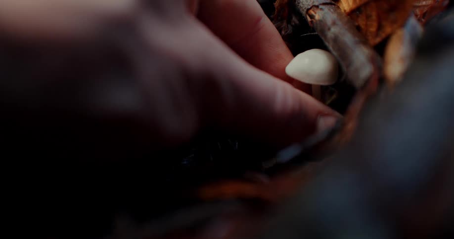 Closeup of a persons hand picking up a small white mushroom