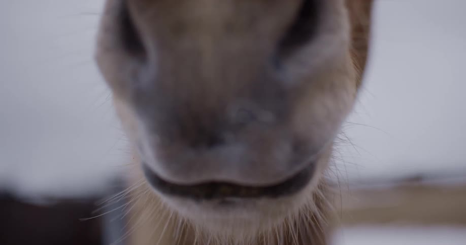 A horse's muzzle close up