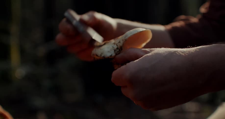 Two hands use brush to remove dirt from large mushroom cap