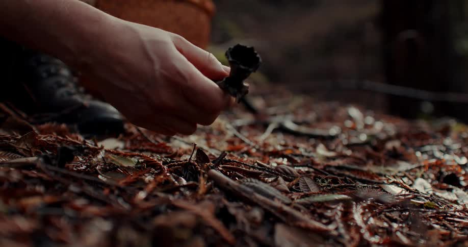 A person collecting seeds on the forest floor
