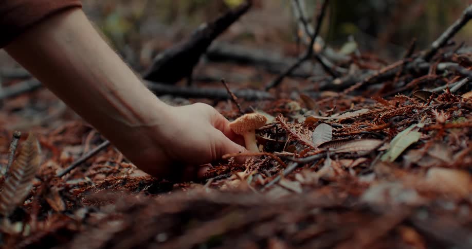 A mans hand collecting mushrooms on a forest floor with wet leaves