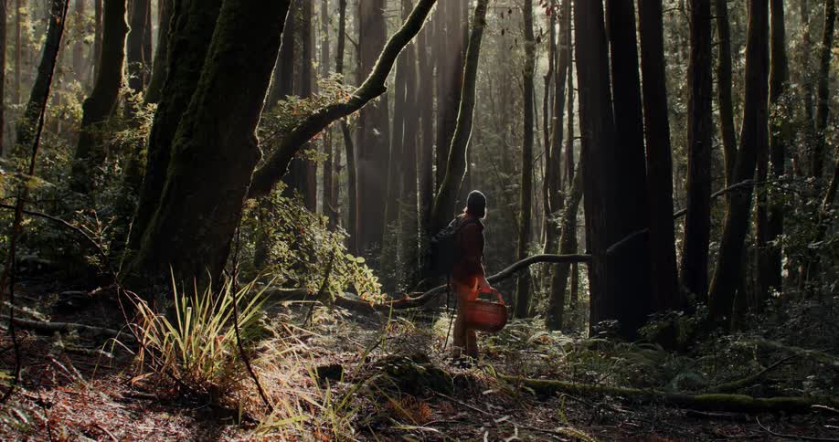 A person walks across a forest with a picnic basket then stops in a small clearing