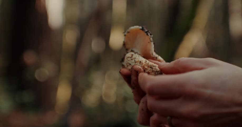 A white male looks at a mushroom