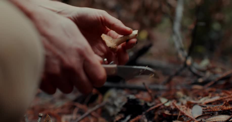 A crouching man using a pocket knife to clean a freshly picked mushroom