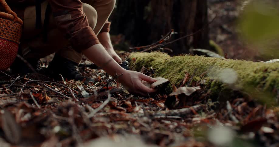 A person picking mushrooms in the forest during the day