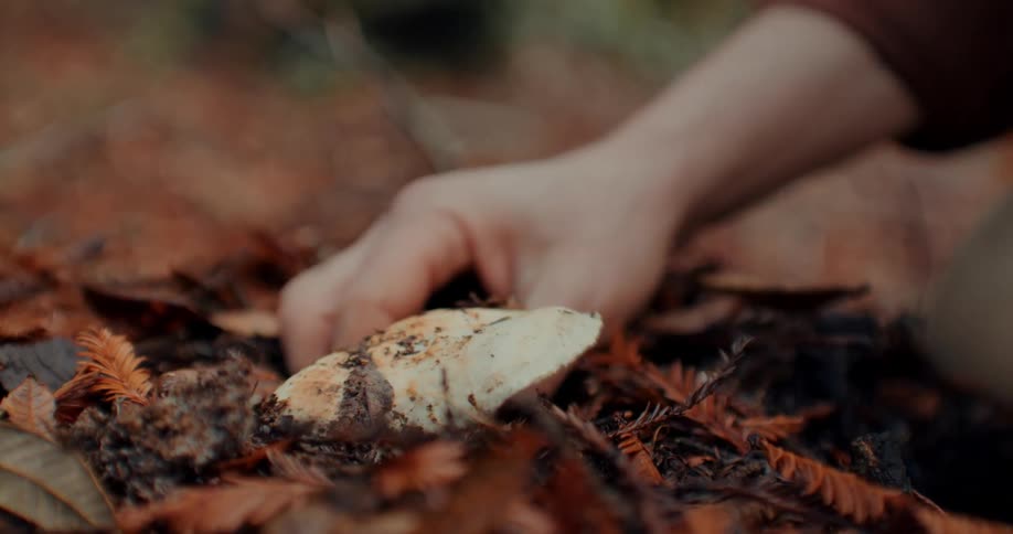 A man wiping away dirt and dead leaves from a mushroom on the ground then picking it