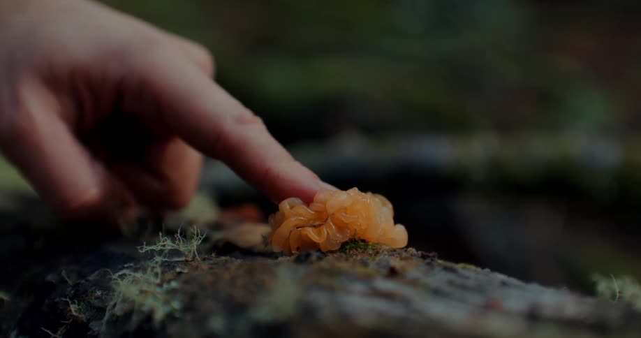 A person pokes a fungus with a finger
