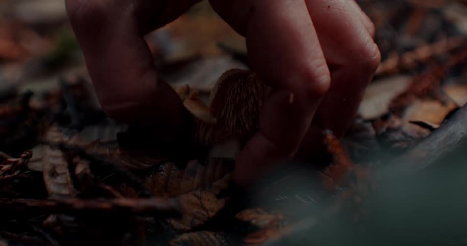 Hand reaches down to leaf covered forest floor to pick mushroom