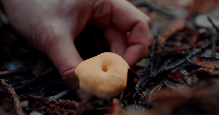 Closeup of a mans hand collecting a mushroom among the wet leaves on the ground