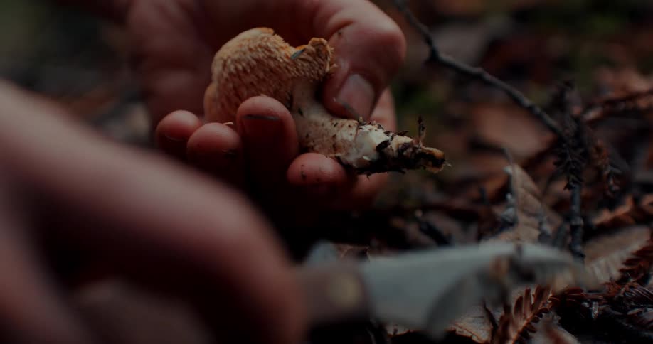 A white person shaves a mushroom with a knife