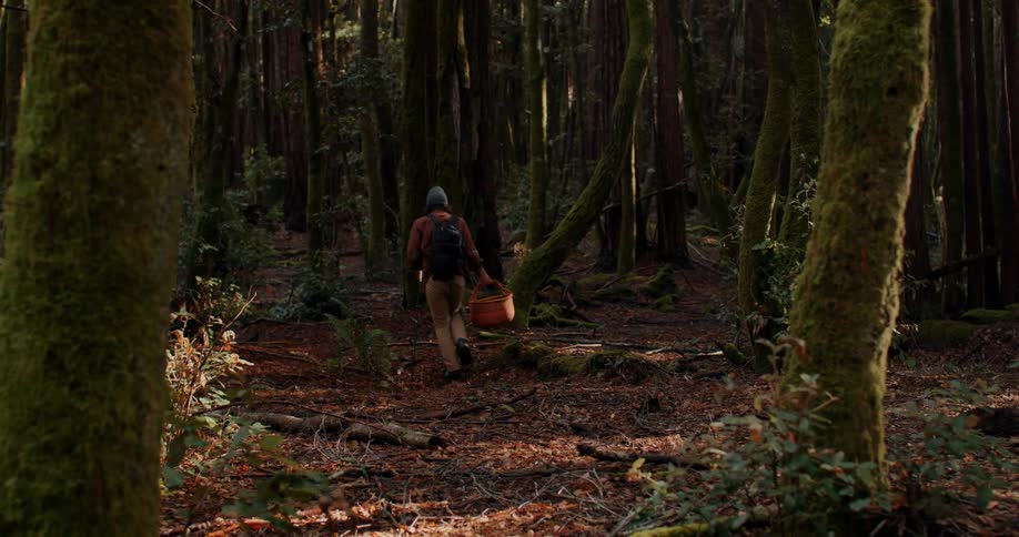 A man hiking through a forest on a sunny day