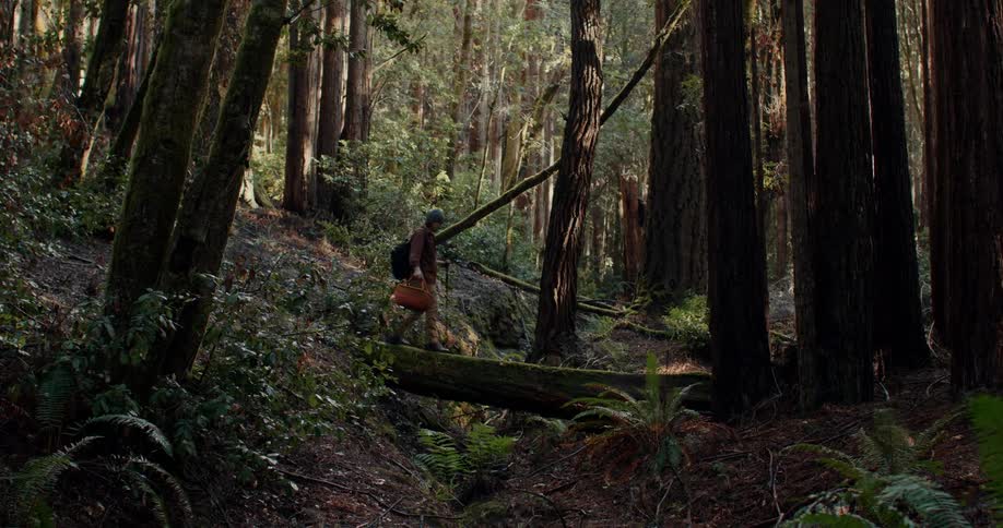 A person with warm clothes from a basket in his hand is walking on a fallen log in a forest