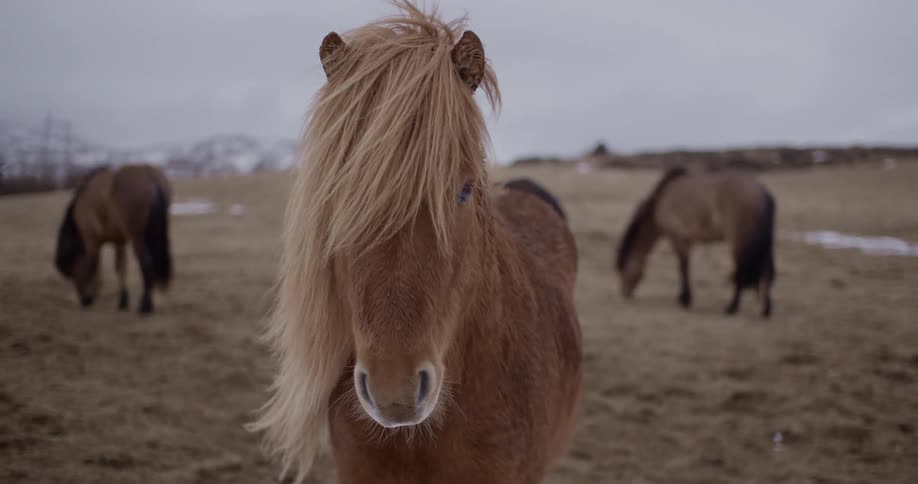 Horses graze in a snow field on an overcast day