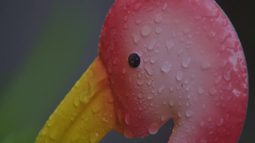 Rain falling on a plastic pelican shaking in the wind