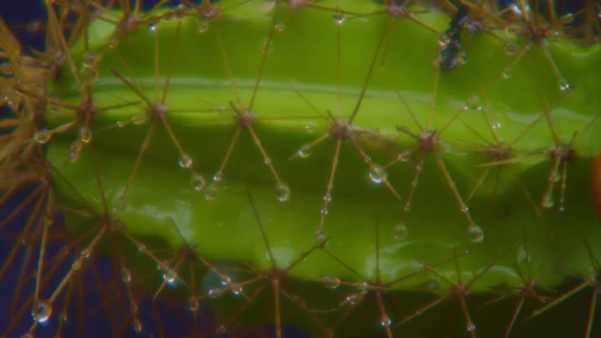 A close up clip of a sting plant