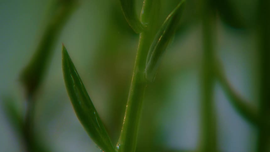 A drop of water falling from the stem of a small green plant