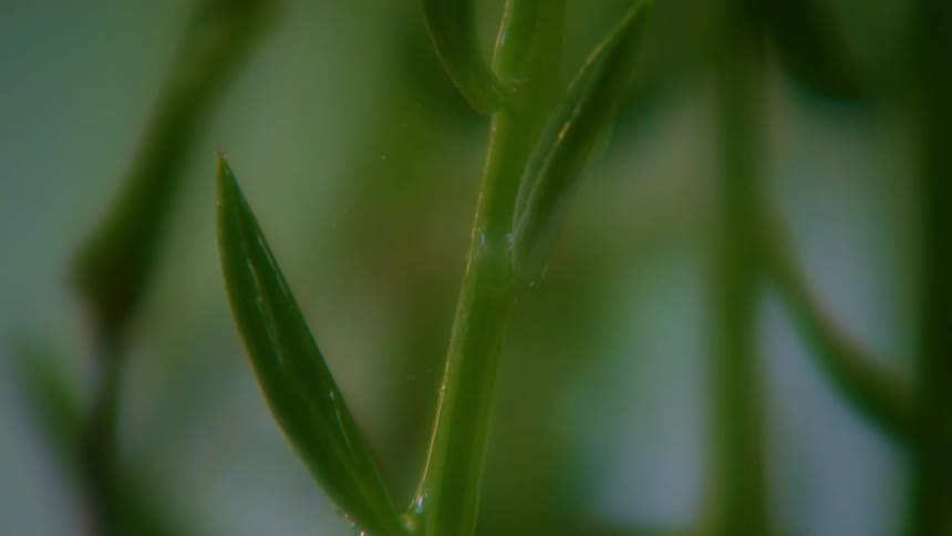 A drop of water falling on the stem of a green plant