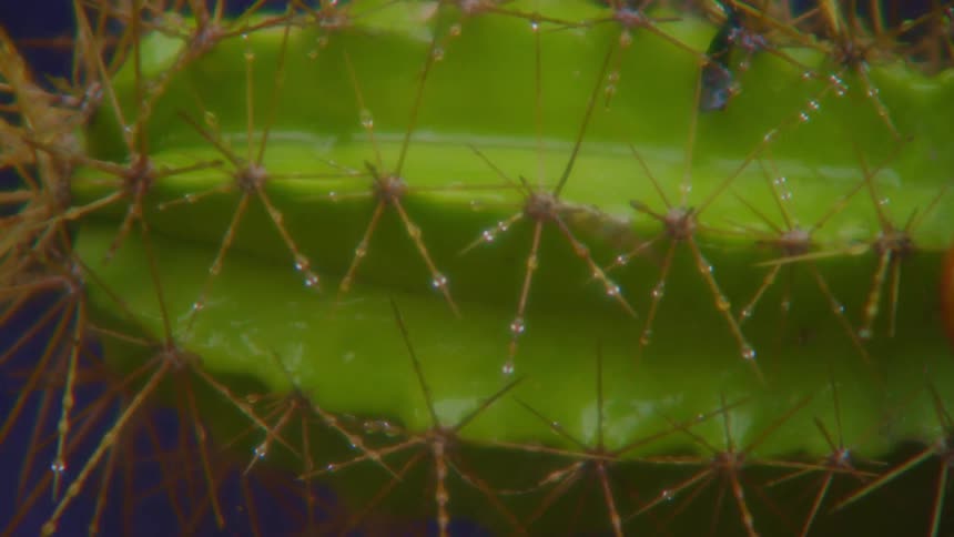 Many drops of water falling on a green plant with thorns