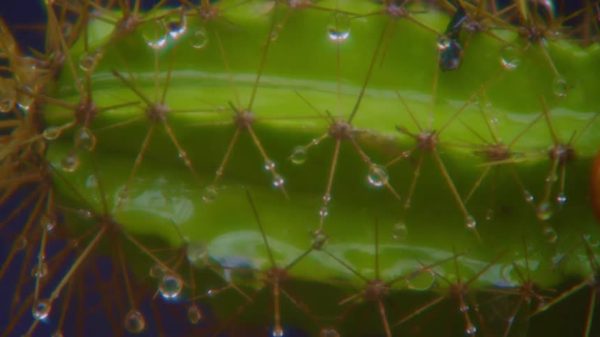 Water drips off thorny cactus while it rains