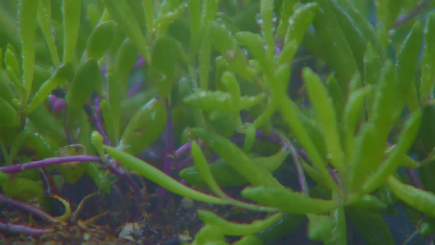 A close up clip of a plant