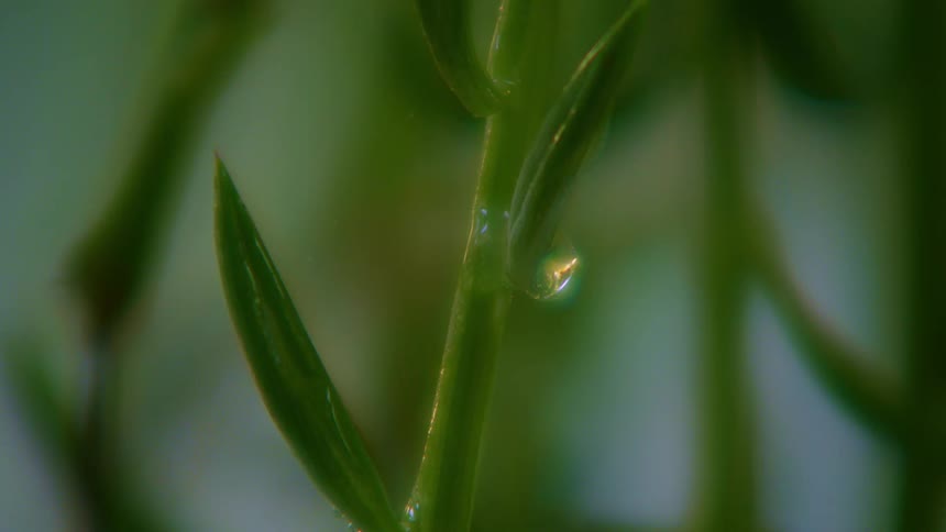Rain covers the leaves and stalk of a plant