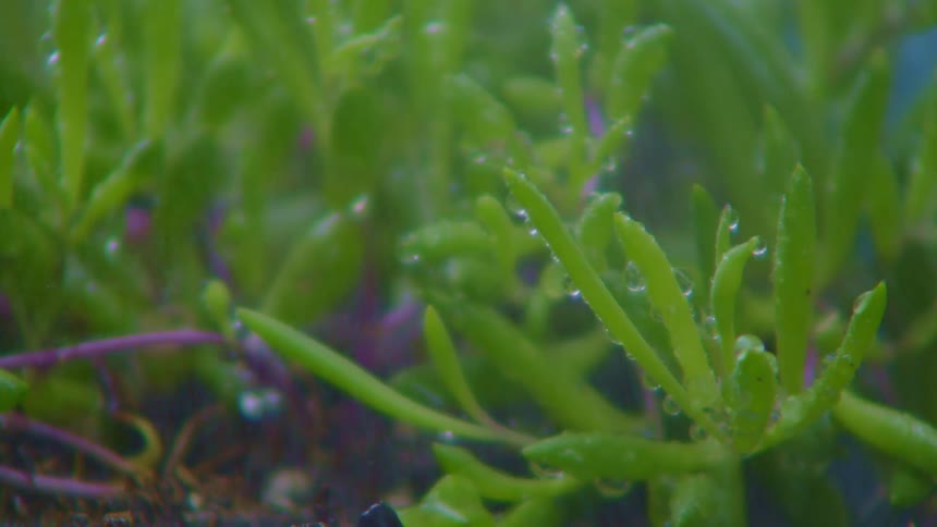 A clip of a plant being wet
