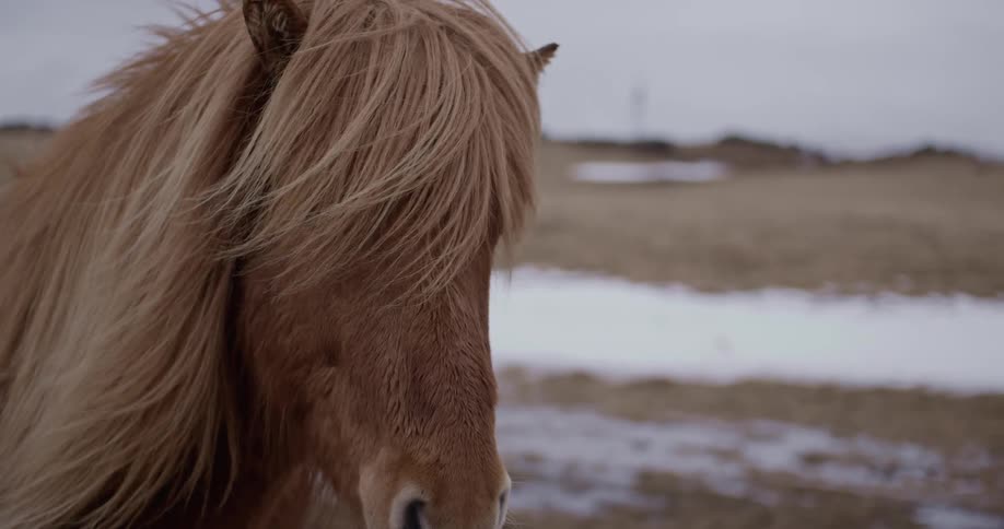 A horses long hair blows in the wind