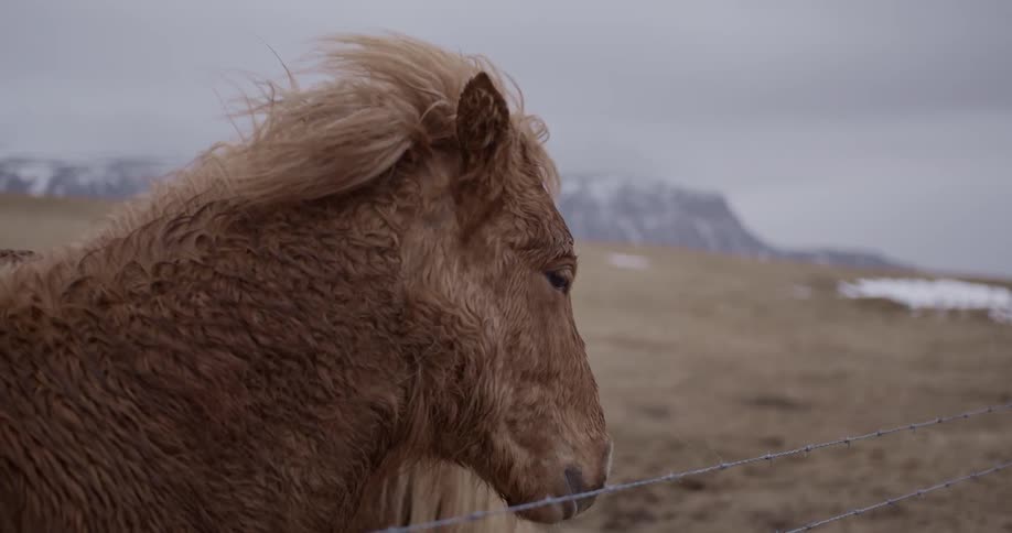 The wind blows through a horse's mane