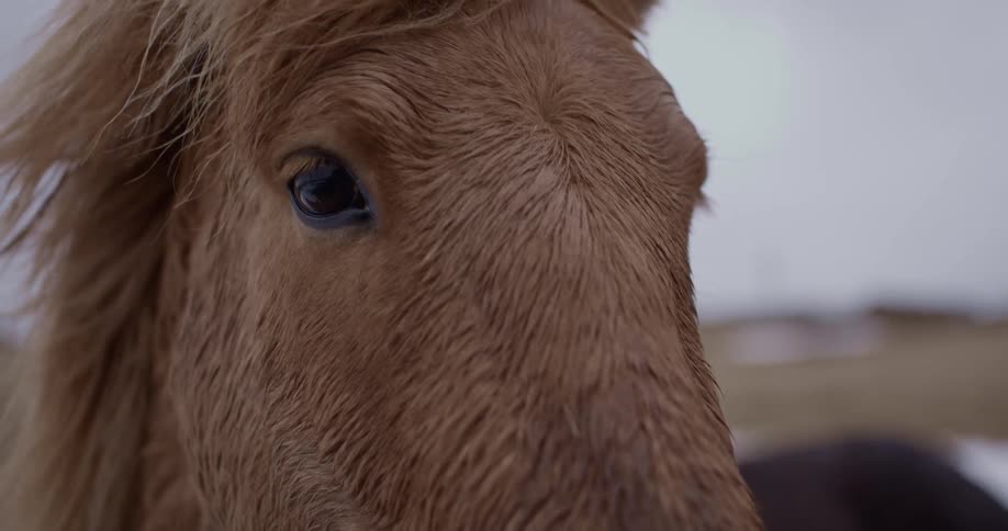 A horse blinks as its mane is blown by the breeze
