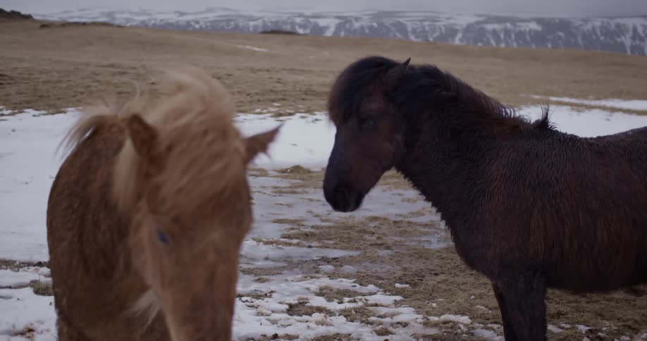 Horses in a snowy pasture