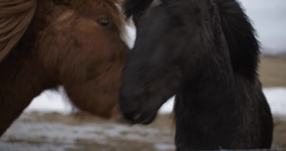 Two horses bump noses in a snowy field