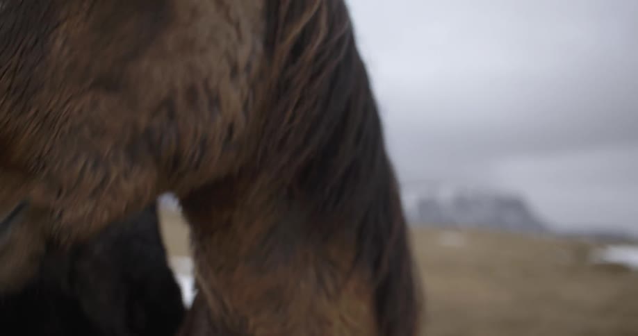 Horse nods its head as its mane blows in the wind