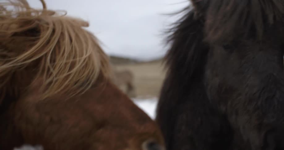 A horse nips at another on a windy and chilly day
