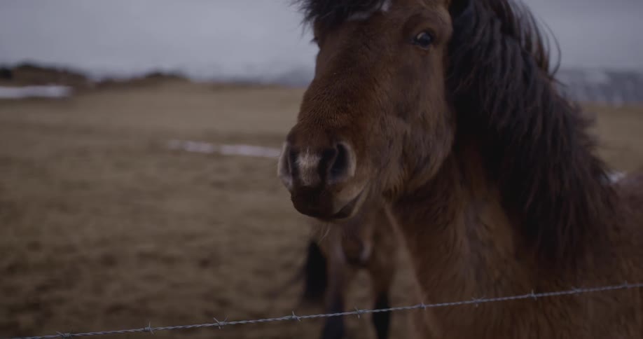 A pony walking near a fence stops and looks over the fence
