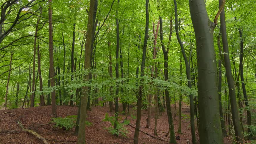 The forest is full of many green trees