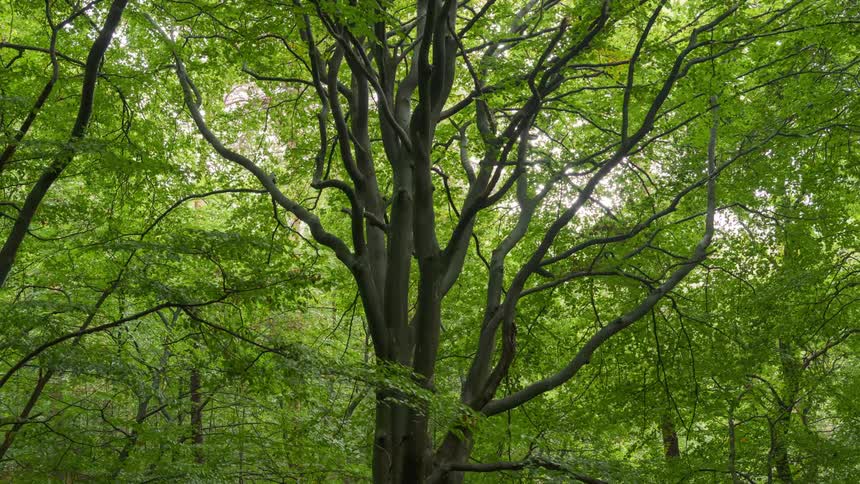 The woods are full of many green trees