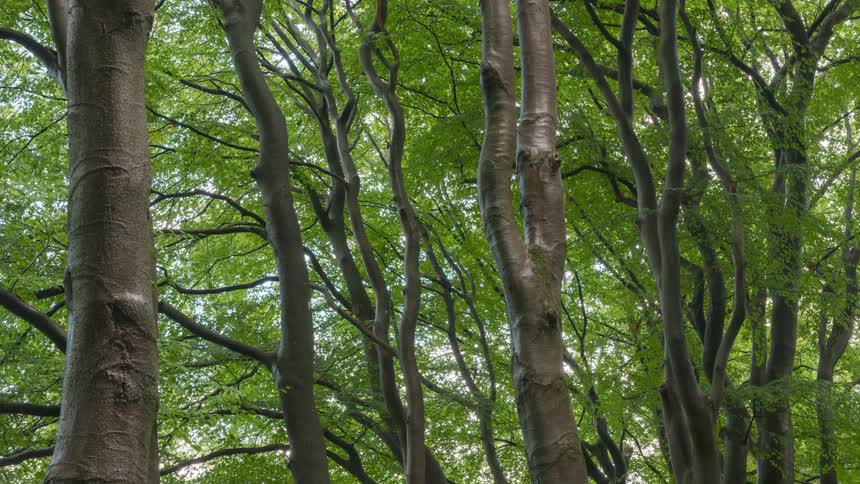 View of trees with smooth trunks in a forest