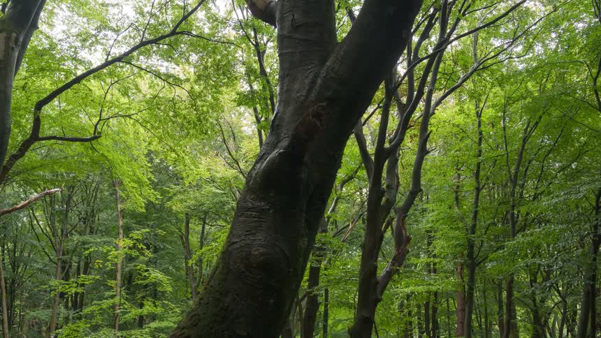 Various trees and plants make up a forest