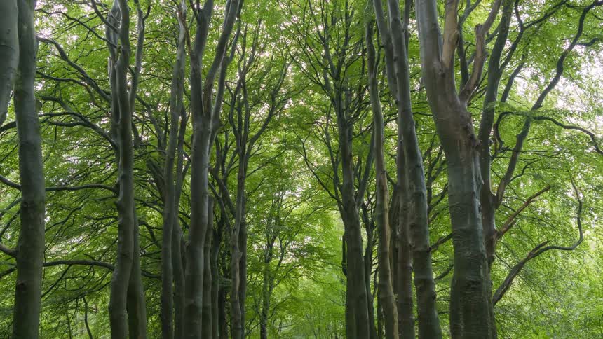 A forest with trees forming a path in the middle